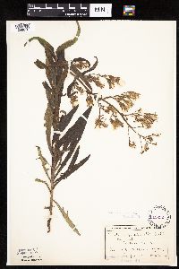 Image Associated With the Occurrence