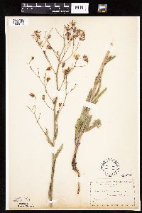 Mulgedium pulchellum image