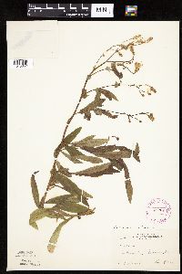 Image Associated With the Occurrence