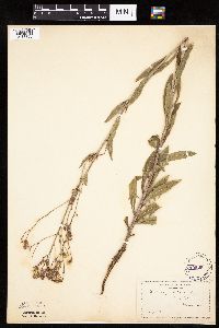 Mulgedium pulchellum image