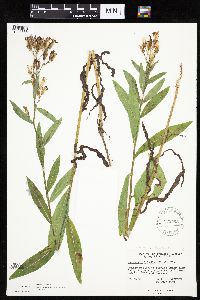 Mulgedium pulchellum image