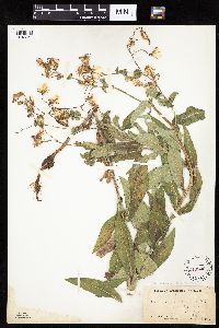Mulgedium pulchellum image