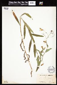 Mulgedium pulchellum image