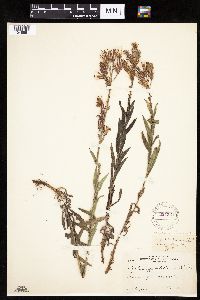 Mulgedium pulchellum image