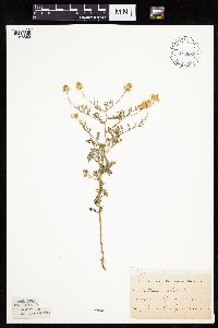 Matricaria chamomilla image