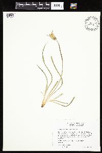 Nothocalais cuspidata image