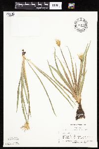 Nothocalais cuspidata image