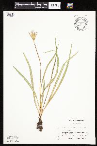Nothocalais cuspidata image