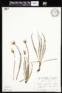 Nothocalais cuspidata image