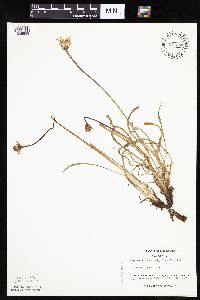 Nothocalais cuspidata image