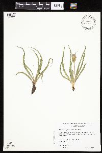 Nothocalais cuspidata image
