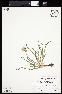 Nothocalais cuspidata image