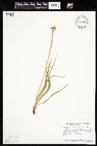 Nothocalais cuspidata image