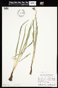 Nothocalais cuspidata image
