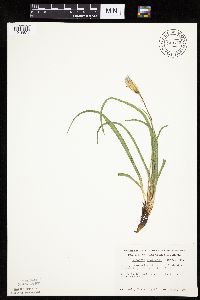 Nothocalais cuspidata image