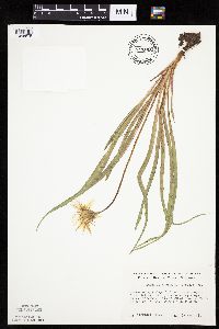 Nothocalais cuspidata image