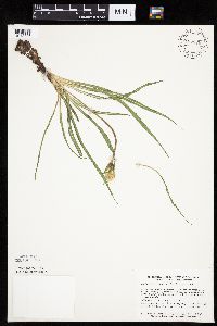 Nothocalais cuspidata image