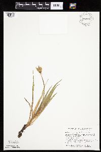 Nothocalais cuspidata image