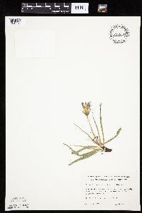 Nothocalais cuspidata image