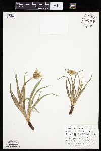 Nothocalais cuspidata image