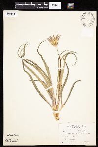 Nothocalais cuspidata image