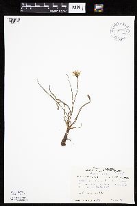 Nothocalais cuspidata image