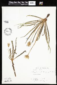 Nothocalais cuspidata image