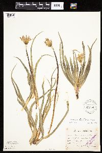 Nothocalais cuspidata image