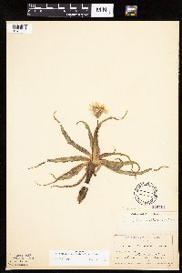 Nothocalais cuspidata image