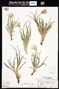 Nothocalais cuspidata image