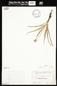 Nothocalais cuspidata image