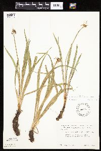 Nothocalais cuspidata image