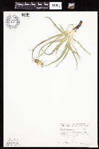 Nothocalais cuspidata image