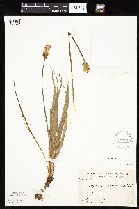 Nothocalais cuspidata image
