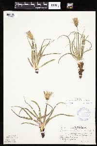 Nothocalais cuspidata image