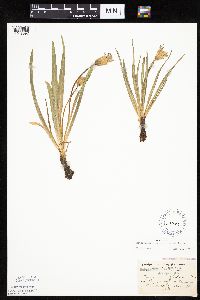 Nothocalais cuspidata image