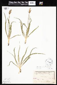 Nothocalais cuspidata image