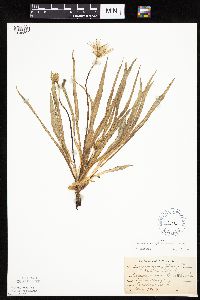 Nothocalais cuspidata image