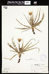 Nothocalais cuspidata image