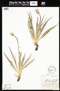 Nothocalais cuspidata image