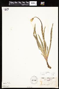 Nothocalais cuspidata image