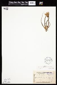 Nothocalais cuspidata image