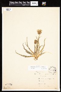 Nothocalais cuspidata image