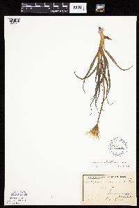 Nothocalais cuspidata image