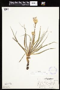 Nothocalais cuspidata image