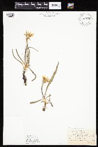 Nothocalais cuspidata image