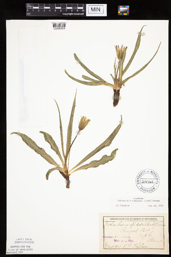 Nothocalais cuspidata image