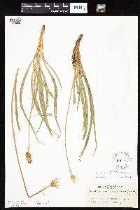 Nothocalais cuspidata image