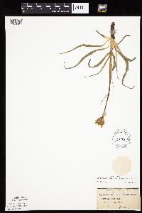 Nothocalais cuspidata image