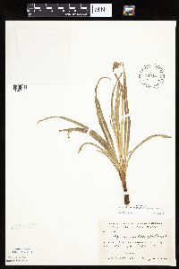 Nothocalais cuspidata image